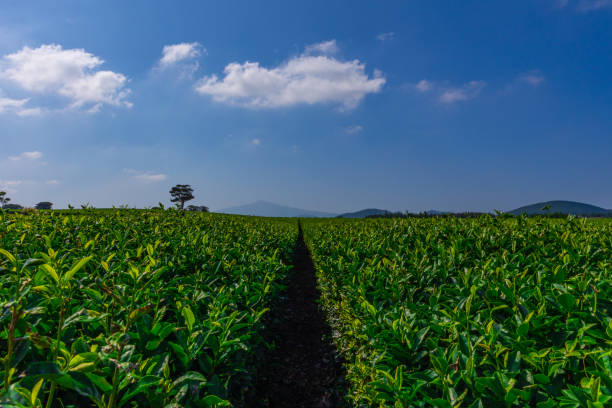 제주오피에서 확인 가능한 정보 범위